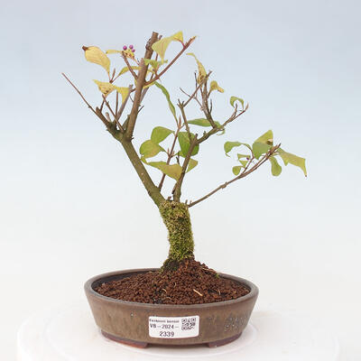 Vonkajšia bonsai - krásnoplodka - Callicarpa jap. Leucocarpa - 1