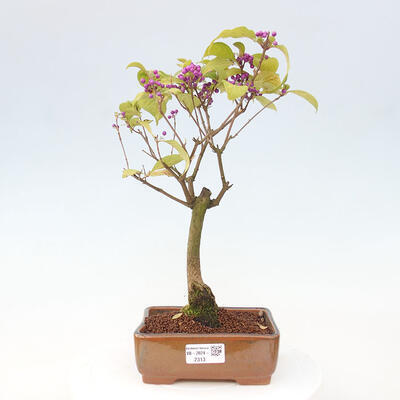 Vonkajšia bonsai - krásnoplodka - Callicarpa jap. Leucocarpa - 1