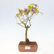 Vonkajšia bonsai - krásnoplodka - Callicarpa jap. Leucocarpa - 1/3