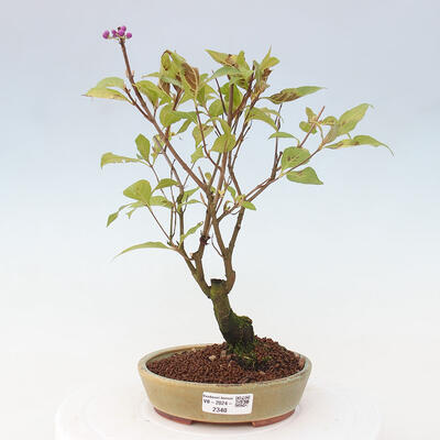 Vonkajšia bonsai - krásnoplodka - Callicarpa jap. Leucocarpa - 1