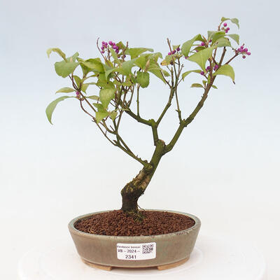 Vonkajšia bonsai - krásnoplodka - Callicarpa jap. Leucocarpa - 1