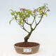 Vonkajšia bonsai - krásnoplodka - Callicarpa jap. Leucocarpa - 1/3