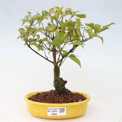 Vonkajšia bonsai - krásnoplodka - Callicarpa jap. Leucocarpa - 1