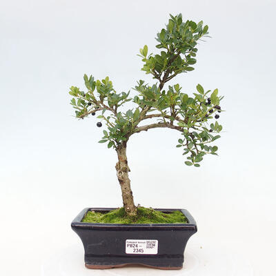 Izbová bonsai - Ilex crenata - Cezmína - 1