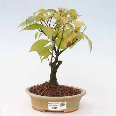 Vonkajšia bonsai - krásnoplodka - Callicarpa jap. Leucocarpa - 1