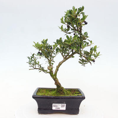 Izbová bonsai - Ilex crenata - Cezmína - 1