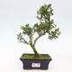 Izbová bonsai - Ilex crenata - Cezmína - 1/2