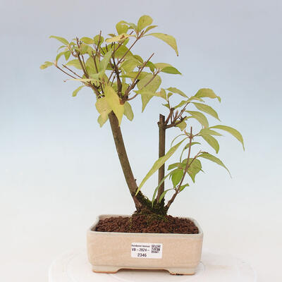 Vonkajšia bonsai - krásnoplodka - Callicarpa jap. Leucocarpa - 1