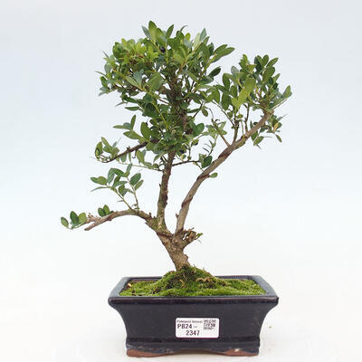 Izbová bonsai - Ilex crenata - Cezmína - 1