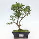 Izbová bonsai - Ilex crenata - Cezmína - 1/2