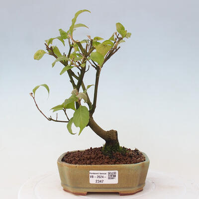 Vonkajšia bonsai - krásnoplodka - Callicarpa jap. Leucocarpa - 1