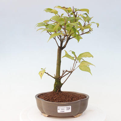 Vonkajšia bonsai - krásnoplodka - Callicarpa jap. Leucocarpa - 1