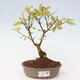 Vonkajšia bonsai - krásnoplodka - Callicarpa jap. Leucocarpa - 1/3