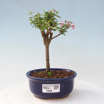 Izbová bonsai - Malpighia coccigera- Barbdorská čerešňa - 1