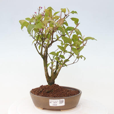 Vonkajšia bonsai - krásnoplodka - Callicarpa jap. Leucocarpa - 1