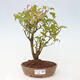 Vonkajšia bonsai - krásnoplodka - Callicarpa jap. Leucocarpa - 1/3