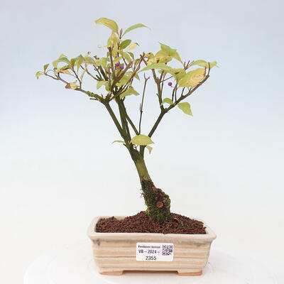 Vonkajšia bonsai - krásnoplodka - Callicarpa jap. Leucocarpa - 1