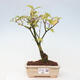 Vonkajšia bonsai - krásnoplodka - Callicarpa jap. Leucocarpa - 1/3