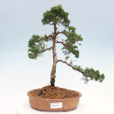 Vonkajšie bonsai - Juniperus chinensis Kishu -Jalovec čínsky - 1