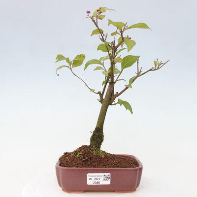 Vonkajšia bonsai - krásnoplodka - Callicarpa jap. Leucocarpa - 1