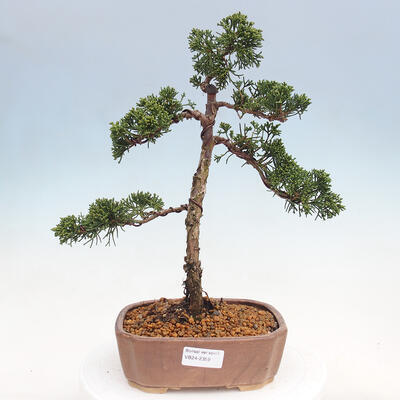 Vonkajšie bonsai - Juniperus chinensis Kishu -Jalovec čínsky - 1