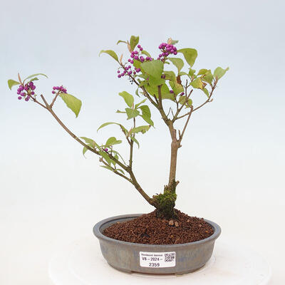 Vonkajšia bonsai - krásnoplodka - Callicarpa jap. Leucocarpa - 1