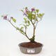 Vonkajšia bonsai - krásnoplodka - Callicarpa jap. Leucocarpa - 1/3