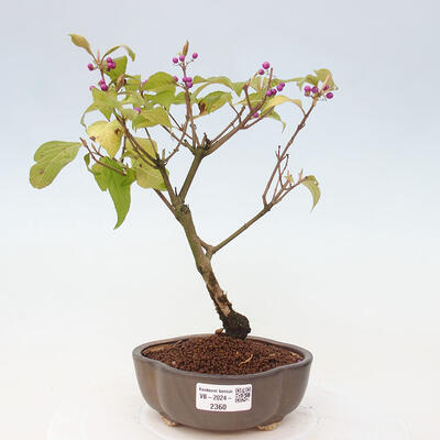 Vonkajšia bonsai - krásnoplodka - Callicarpa jap. Leucocarpa - 1