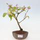 Vonkajšia bonsai - krásnoplodka - Callicarpa jap. Leucocarpa - 1/3