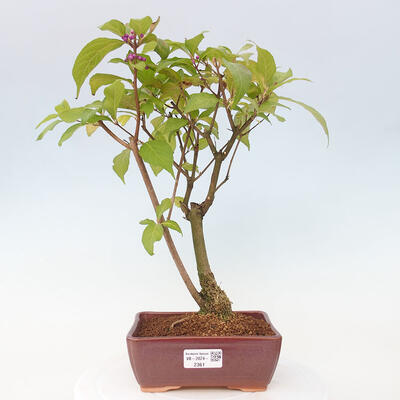 Vonkajšia bonsai - krásnoplodka - Callicarpa jap. Leucocarpa - 1