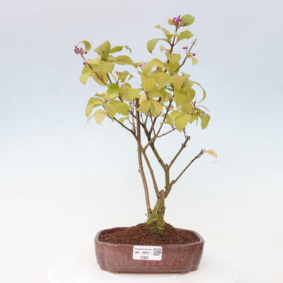 Vonkajšia bonsai - krásnoplodka - Callicarpa jap. Leucocarpa - 1