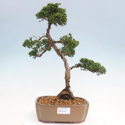 Vonkajšie bonsai - Juniperus chinensis Kishu -Jalovec čínsky - 1