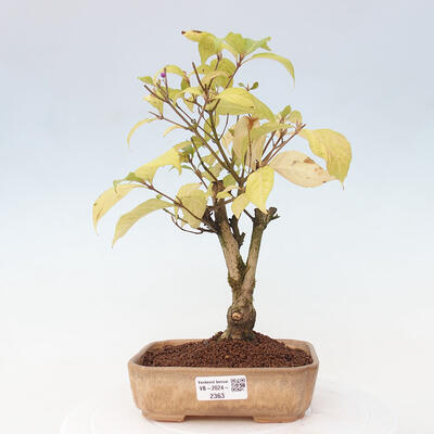 Vonkajšia bonsai - krásnoplodka - Callicarpa jap. Leucocarpa - 1