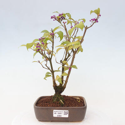 Vonkajšia bonsai - krásnoplodka - Callicarpa jap. Leucocarpa - 1