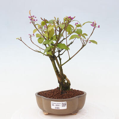 Vonkajšia bonsai - krásnoplodka - Callicarpa jap. Leucocarpa - 1