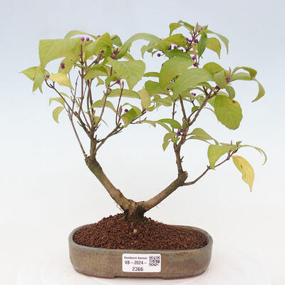 Vonkajšia bonsai - krásnoplodka - Callicarpa jap. Leucocarpa - 1