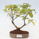 Vonkajšia bonsai - krásnoplodka - Callicarpa jap. Leucocarpa - 1/3