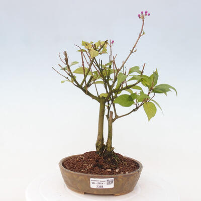 Vonkajšia bonsai - krásnoplodka - Callicarpa jap. Leucocarpa - 1