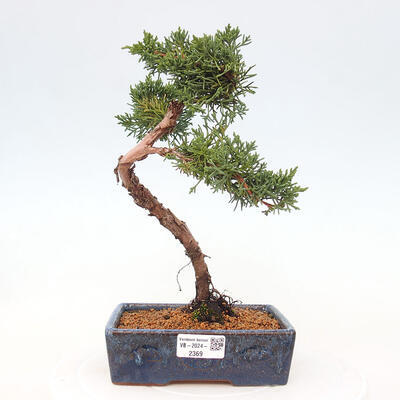 Vonkajší bonsai - Juniperus chinensis Kishu -Jalovec čínsky