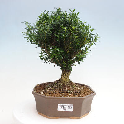 Izbová bonsai - Buxus harlandii - korkový buxus - 1