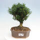 Izbová bonsai - Buxus harlandii - korkový buxus - 1/3