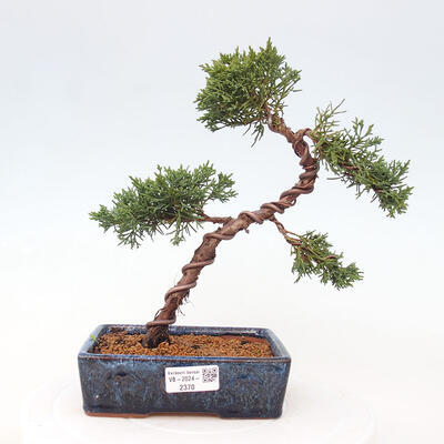 Vonkajší bonsai - Juniperus chinensis Kishu -Jalovec čínsky