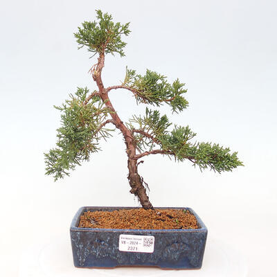 Vonkajší bonsai - Juniperus chinensis Kishu -Jalovec čínsky