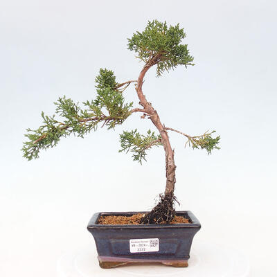 Vonkajší bonsai - Juniperus chinensis Kishu -Jalovec čínsky