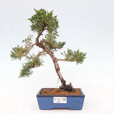 Vonkajší bonsai - Juniperus chinensis Kishu -Jalovec čínsky