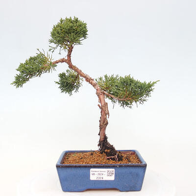 Vonkajší bonsai - Juniperus chinensis Kishu -Jalovec čínsky