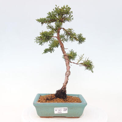 Vonkajší bonsai - Juniperus chinensis Kishu -Jalovec čínsky