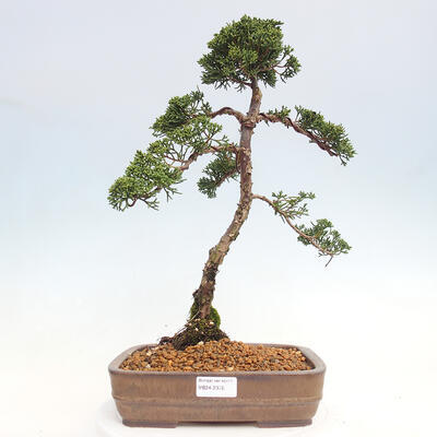 Vonkajšie bonsai - Juniperus chinensis Kishu -Jalovec čínsky - 1