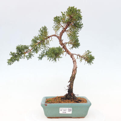 Vonkajší bonsai - Juniperus chinensis Kishu -Jalovec čínsky