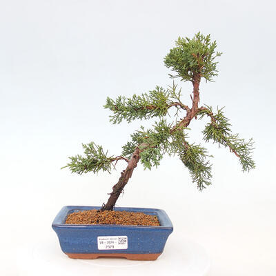 Vonkajší bonsai - Juniperus chinensis Kishu -Jalovec čínsky